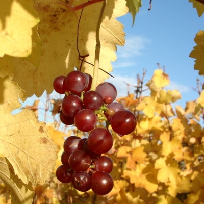 11030016 Geiztrauben roter Gutedel